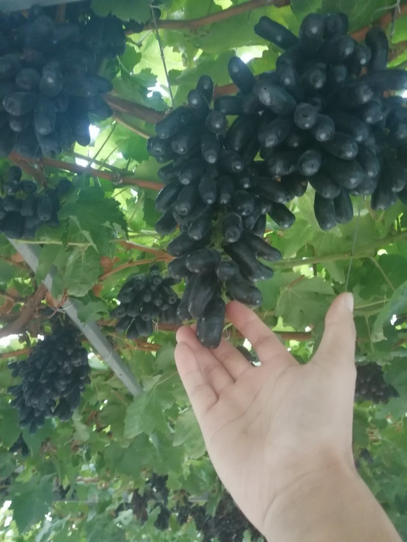 甜蜜蓝宝石葡萄苗海量供应包成活优质晚熟葡萄品种