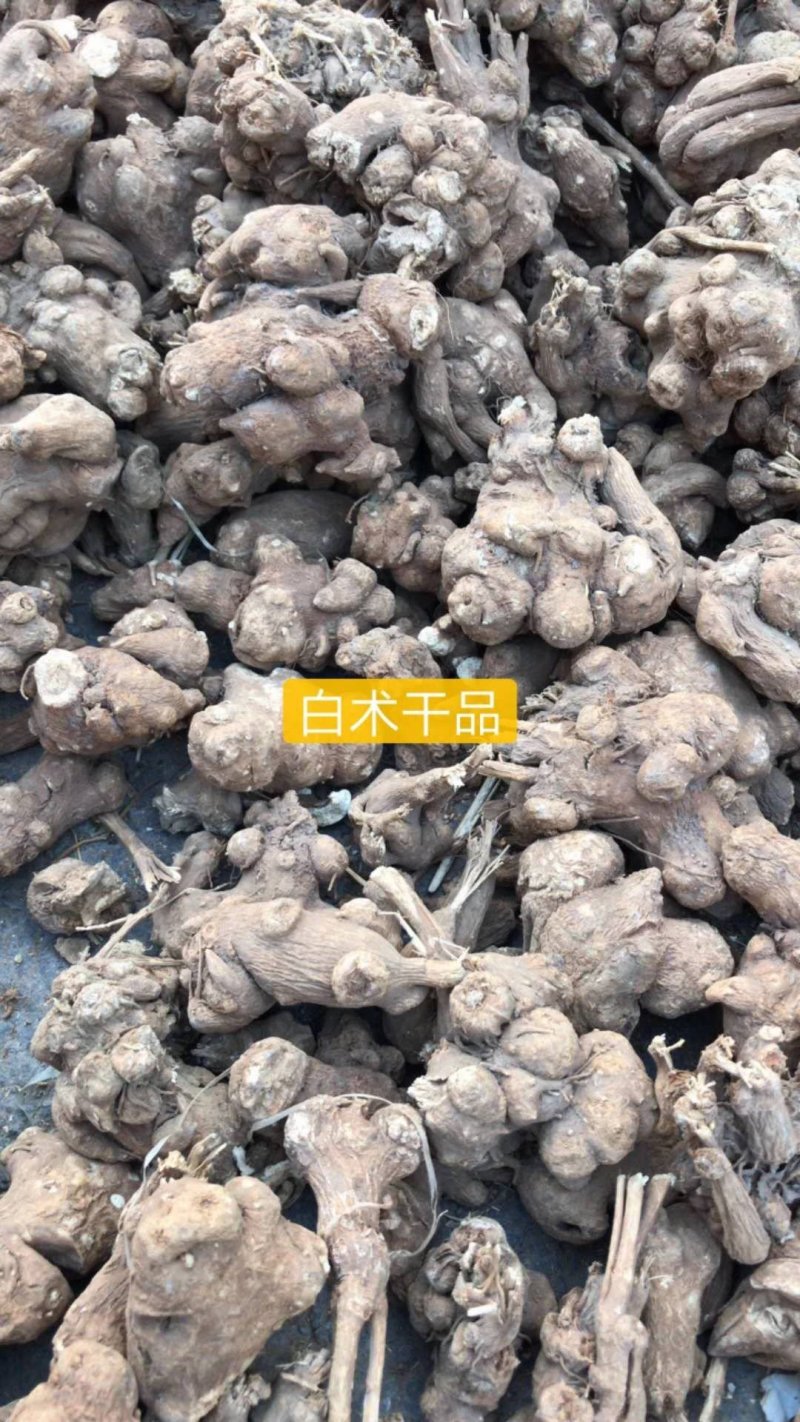 白术、无硫精品，规格齐全，白术纯干货，无硫毛选货，量大从优