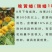 新品种桃树苗风味天后黄油蟠极早熟黄油蟠6-6