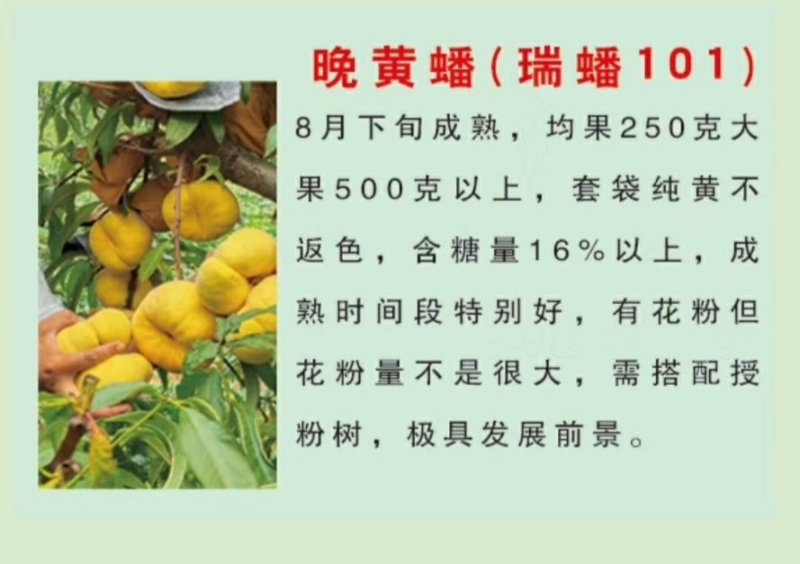 新品种桃树苗风味天后黄油蟠极早熟黄油蟠6-6