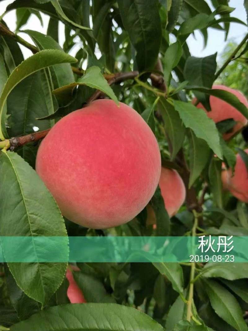 新品种桃树苗风味天后黄油蟠极早熟黄油蟠6-6