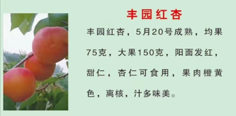 新品种桃树苗风味天后黄油蟠极早熟黄油蟠6-6