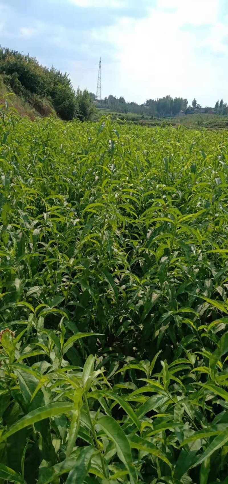 新品种桃树苗风味天后黄油蟠极早熟黄油蟠6-6