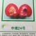 新品种桃树苗风味天后黄油蟠极早熟黄油蟠6-6