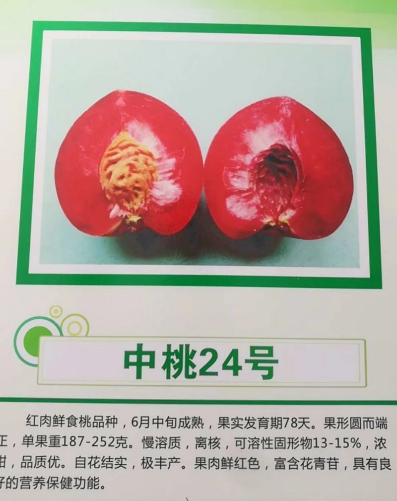 新品种桃树苗风味天后黄油蟠极早熟黄油蟠6-6