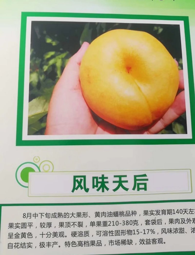 新品种桃树苗风味天后黄油蟠极早熟黄油蟠6-6