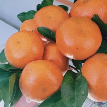 金秀精品默科特橘大量上市供应,甜蜜蜜糖分充足,