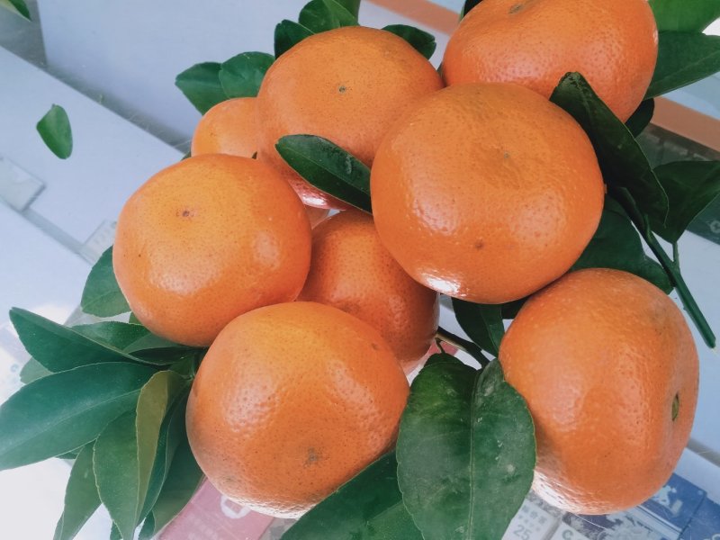金秀精品默科特橘大量上市供应，甜蜜蜜糖分充足，