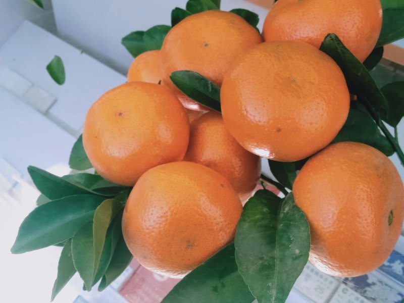 金秀精品默科特橘大量上市供应，甜蜜蜜糖分充足，