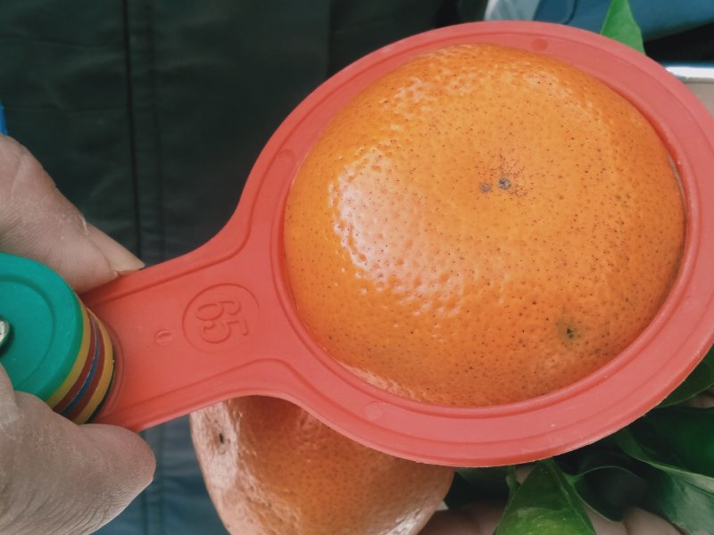 金秀精品默科特橘大量上市供应，甜蜜蜜糖分充足，