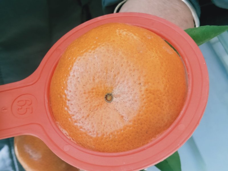 金秀精品默科特橘大量上市供应，甜蜜蜜糖分充足，