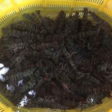 草虾斑节虾