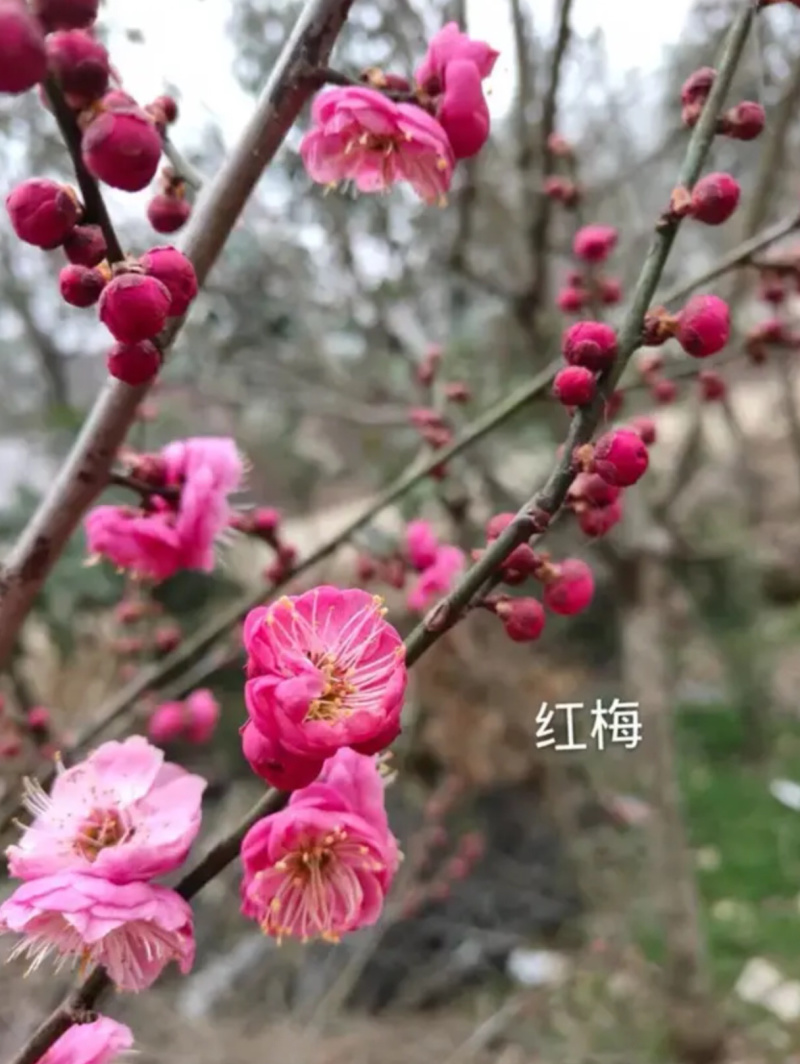 梅花树苗腊梅盆栽浓香型红梅绿梅小苗耐寒花卉阳台绿植