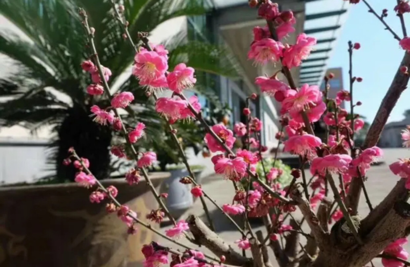 梅花树苗腊梅盆栽浓香型红梅绿梅小苗耐寒花卉阳台绿植