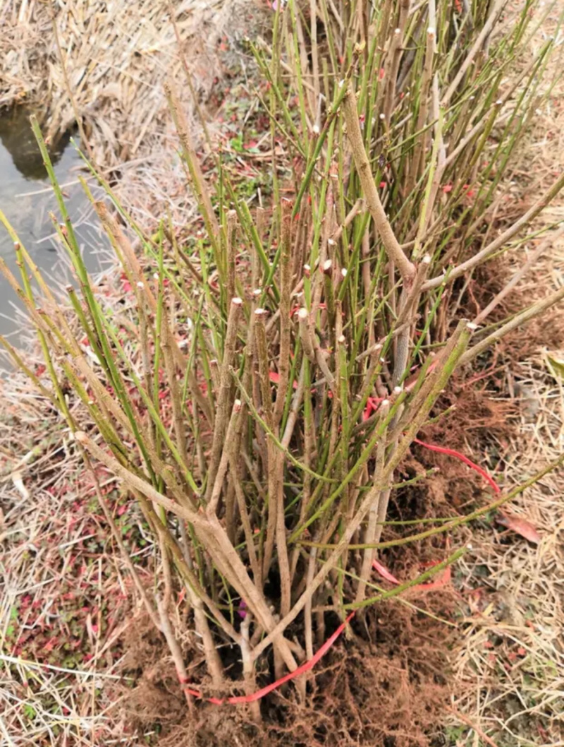 梅花树苗腊梅盆栽浓香型红梅绿梅小苗耐寒花卉阳台绿植