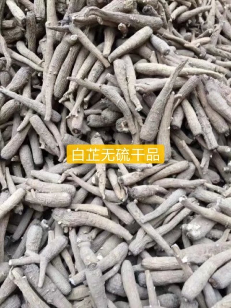 白芷、各种规格、无硫个子、药厂投料、种籽