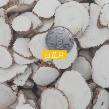 白芷、各种规格、无硫个子、药厂投料、种籽