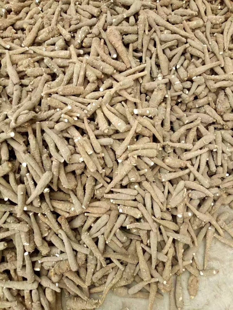 白芷、各种规格、无硫个子、药厂投料、种籽