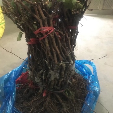 甜蜜蓝宝石葡萄苗海量供应包成活优质晚熟葡萄品种
