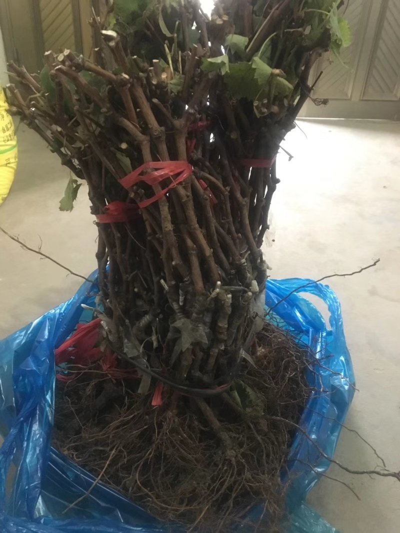 甜蜜蓝宝石葡萄苗海量供应包成活优质晚熟葡萄品种