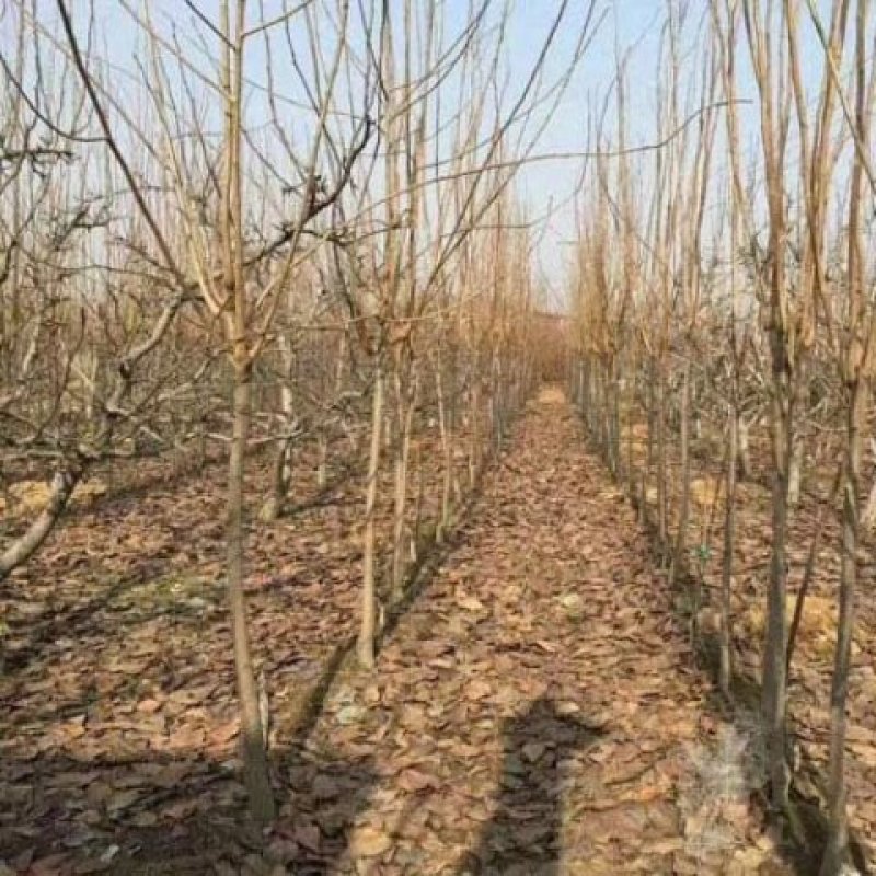 新品种柿子苗日本引进嫁接纪之川黑甘柿树苗盆栽地栽