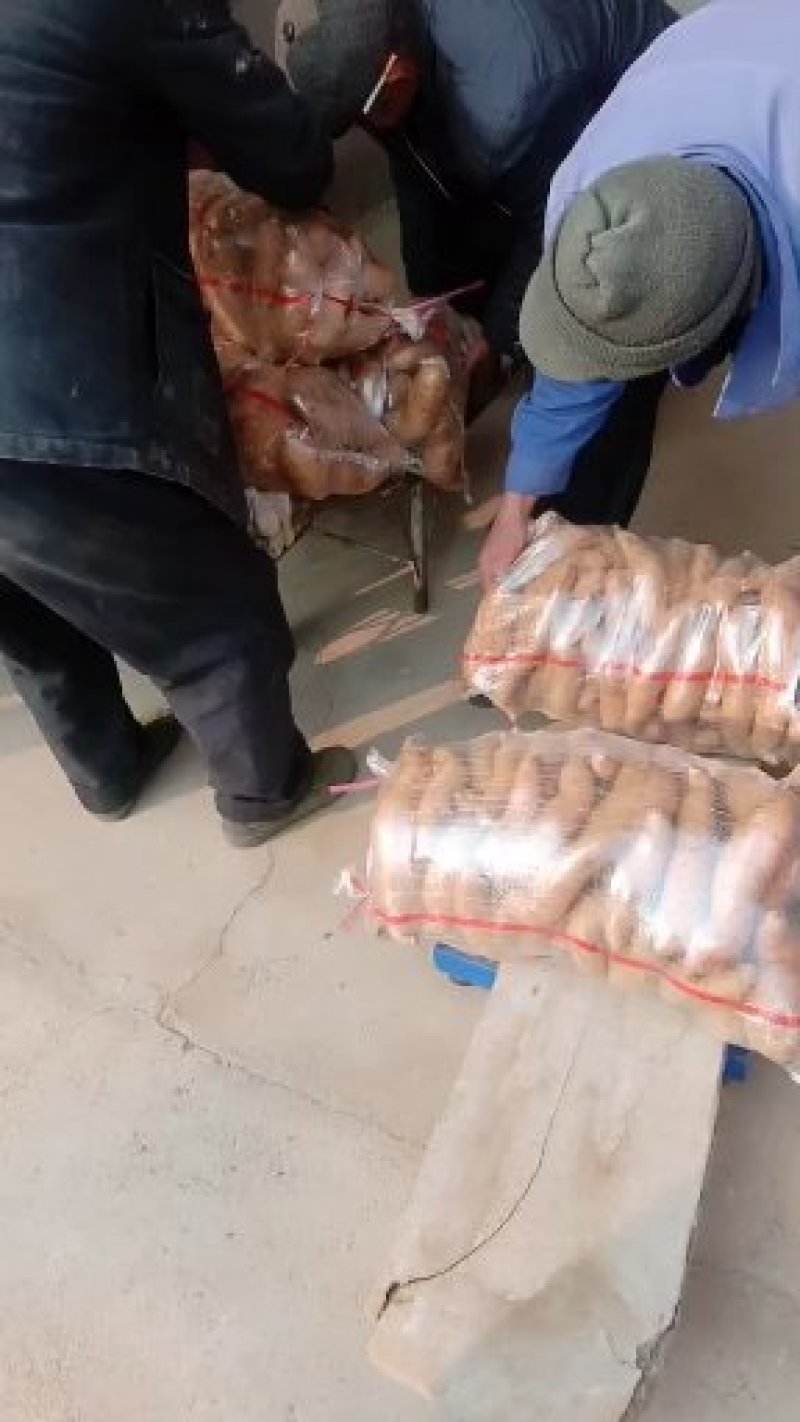 来福地瓜，沙土地种植，瓜行好，质优价廉。支持一件代发