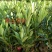 四季杜鹃红山茶花树苗