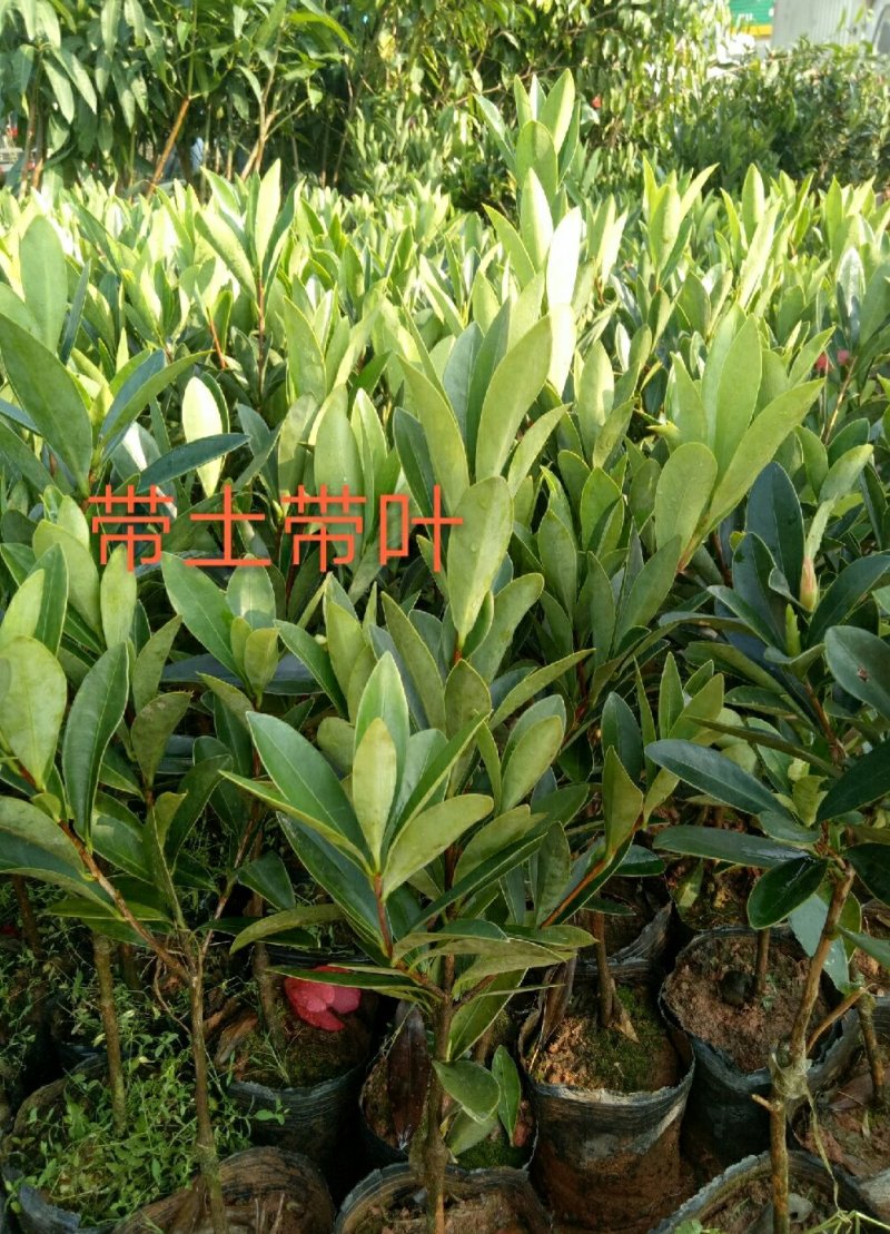 四季杜鹃红山茶花树苗
