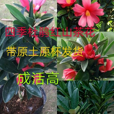 四季杜鹃红山茶花树苗