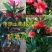 四季杜鹃红山茶花树苗