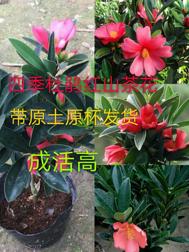 四季杜鹃红山茶花树苗