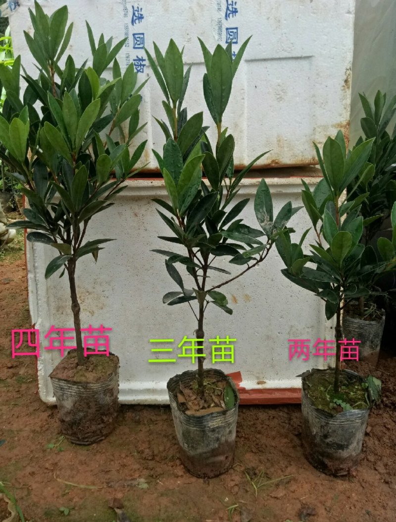 四季杜鹃红山茶花树苗