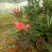 四季杜鹃红山茶花树苗