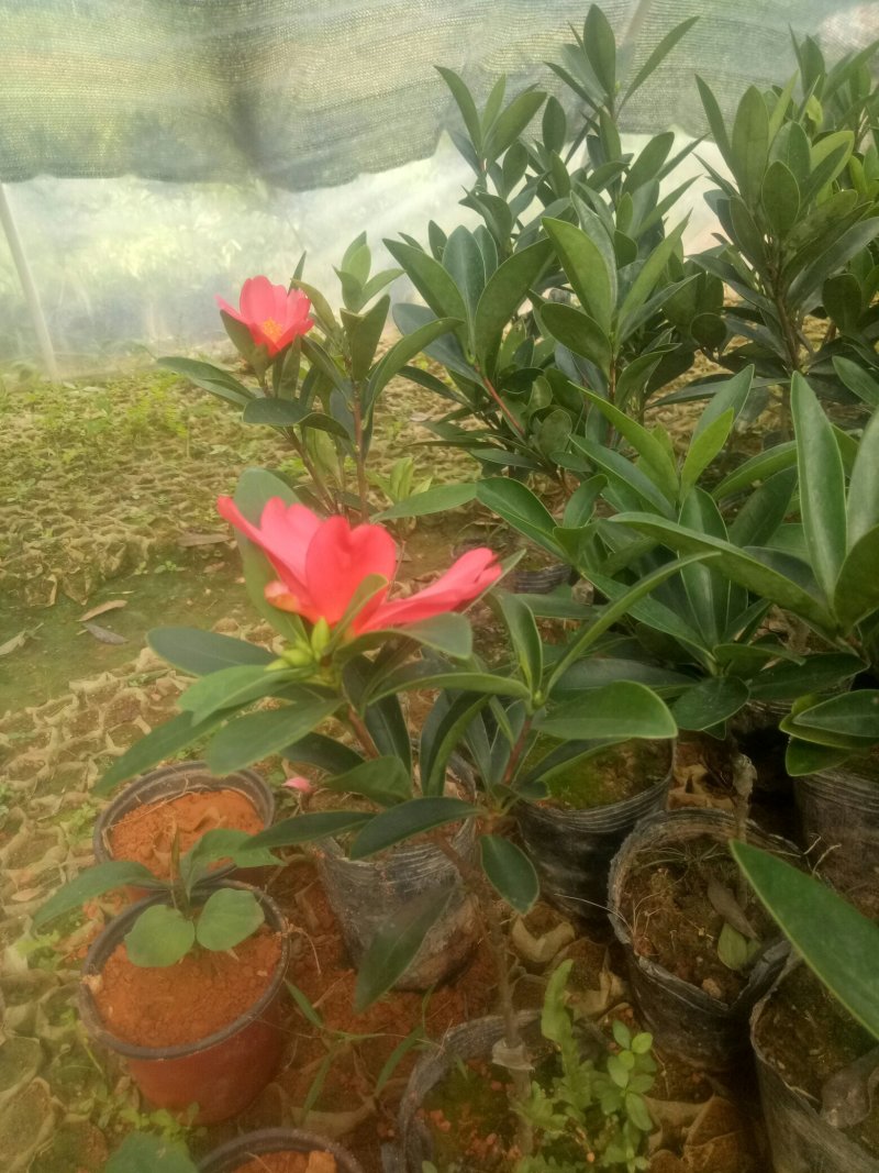 四季杜鹃红山茶花树苗