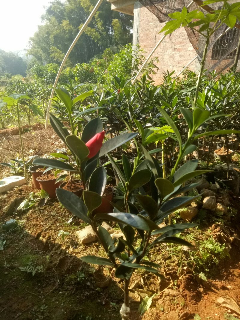 四季杜鹃红山茶花树苗