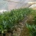 四季杜鹃红山茶花树苗