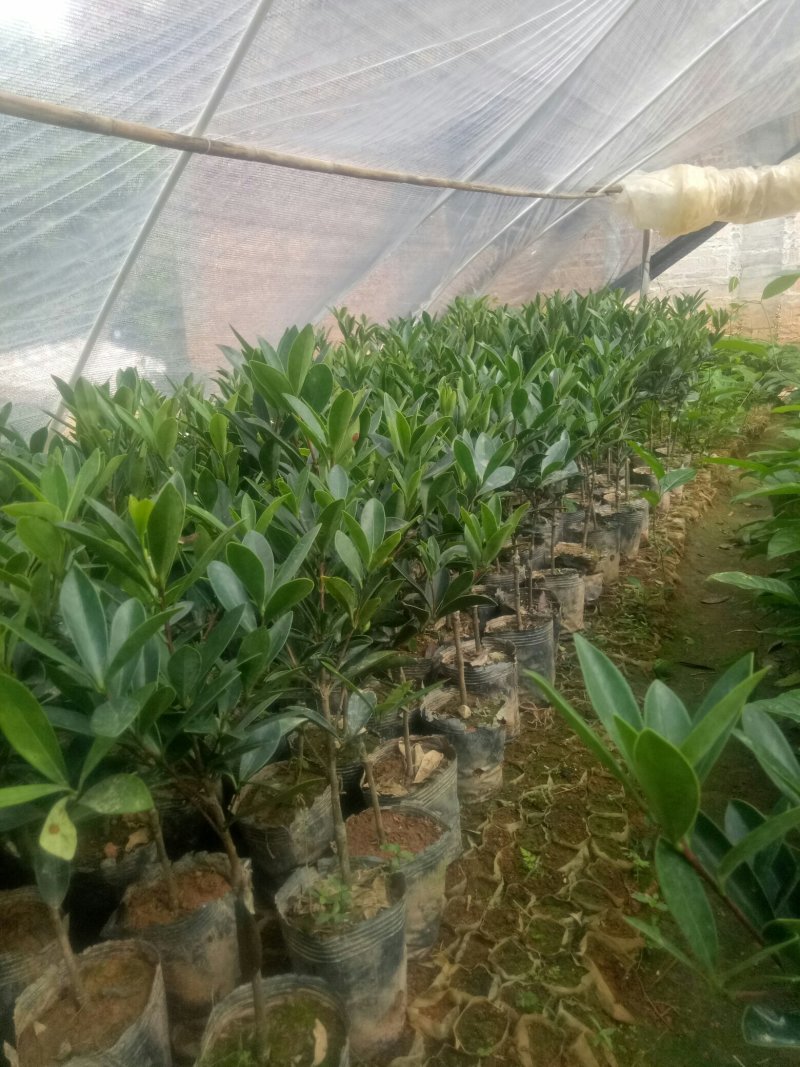四季杜鹃红山茶花树苗