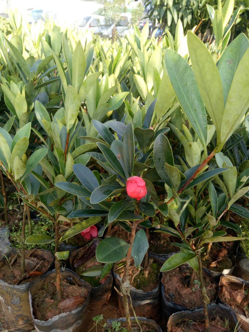 四季杜鹃红山茶花树苗