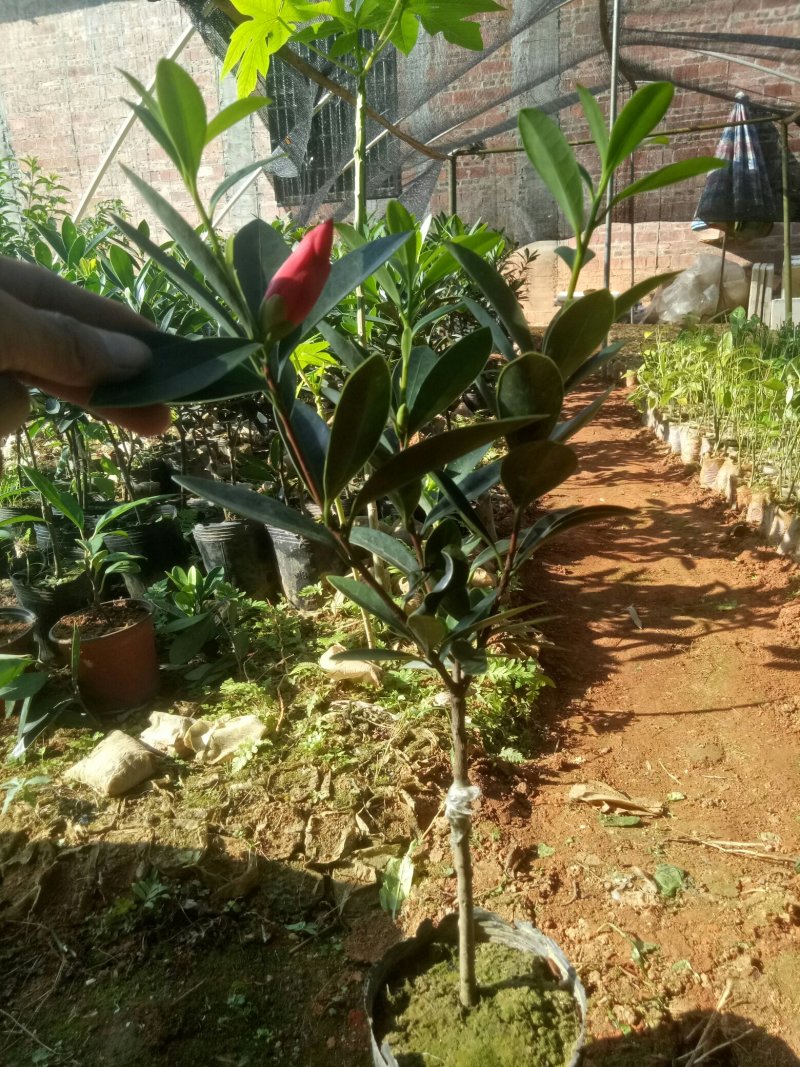 四季杜鹃红山茶花树苗