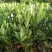 四季杜鹃红山茶花树苗