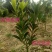 四季杜鹃红山茶花树苗