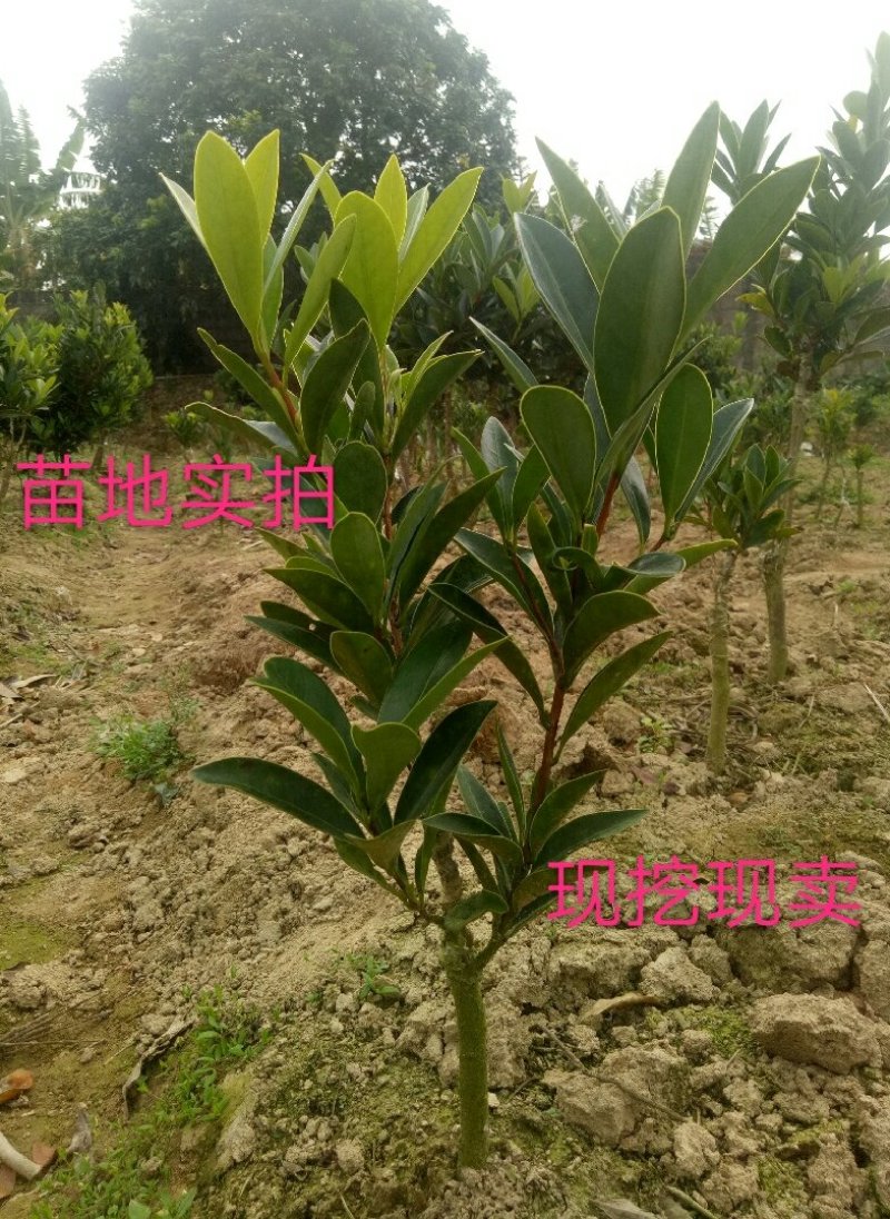 四季杜鹃红山茶花树苗