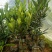 四季杜鹃红山茶花树苗