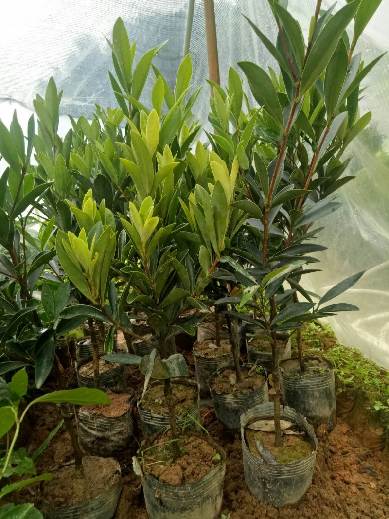 四季杜鹃红山茶花树苗