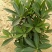 四季杜鹃红山茶花树苗