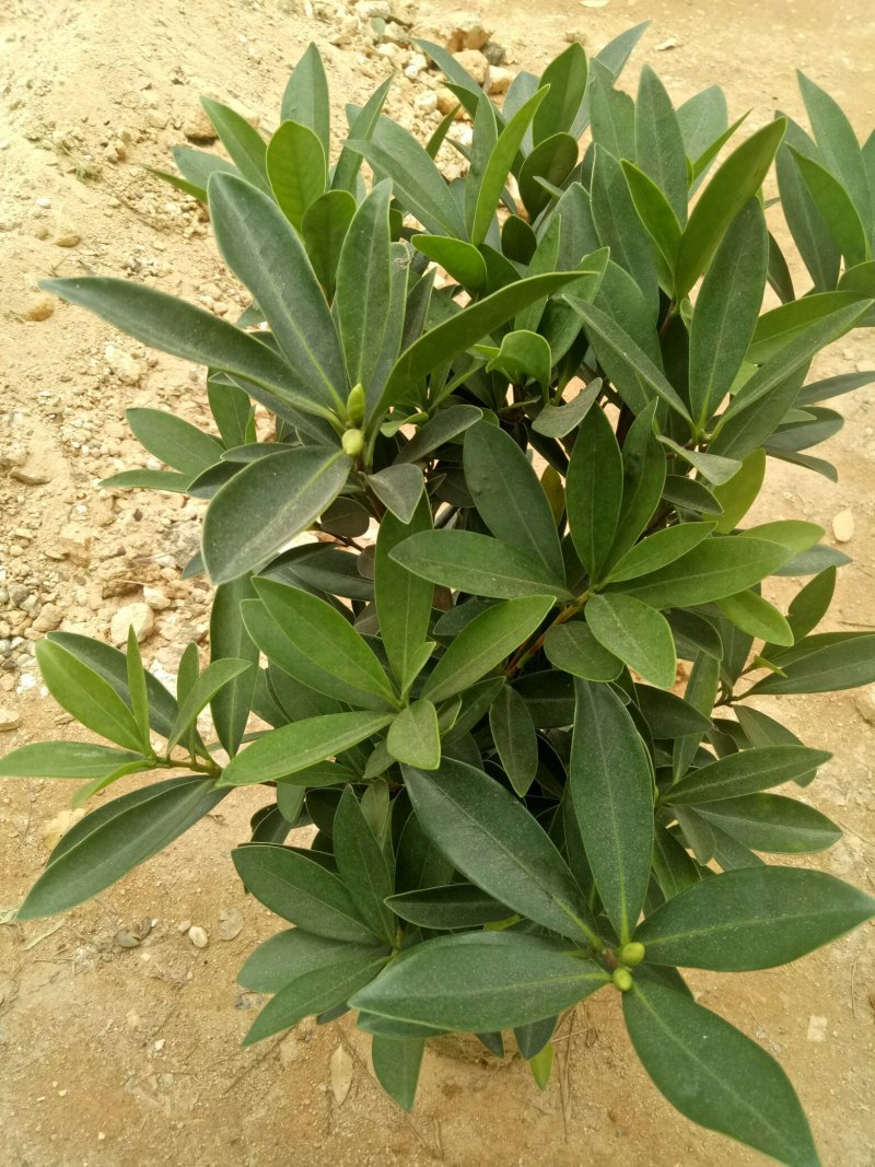 四季杜鹃红山茶花树苗