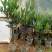 四季杜鹃红山茶花树苗