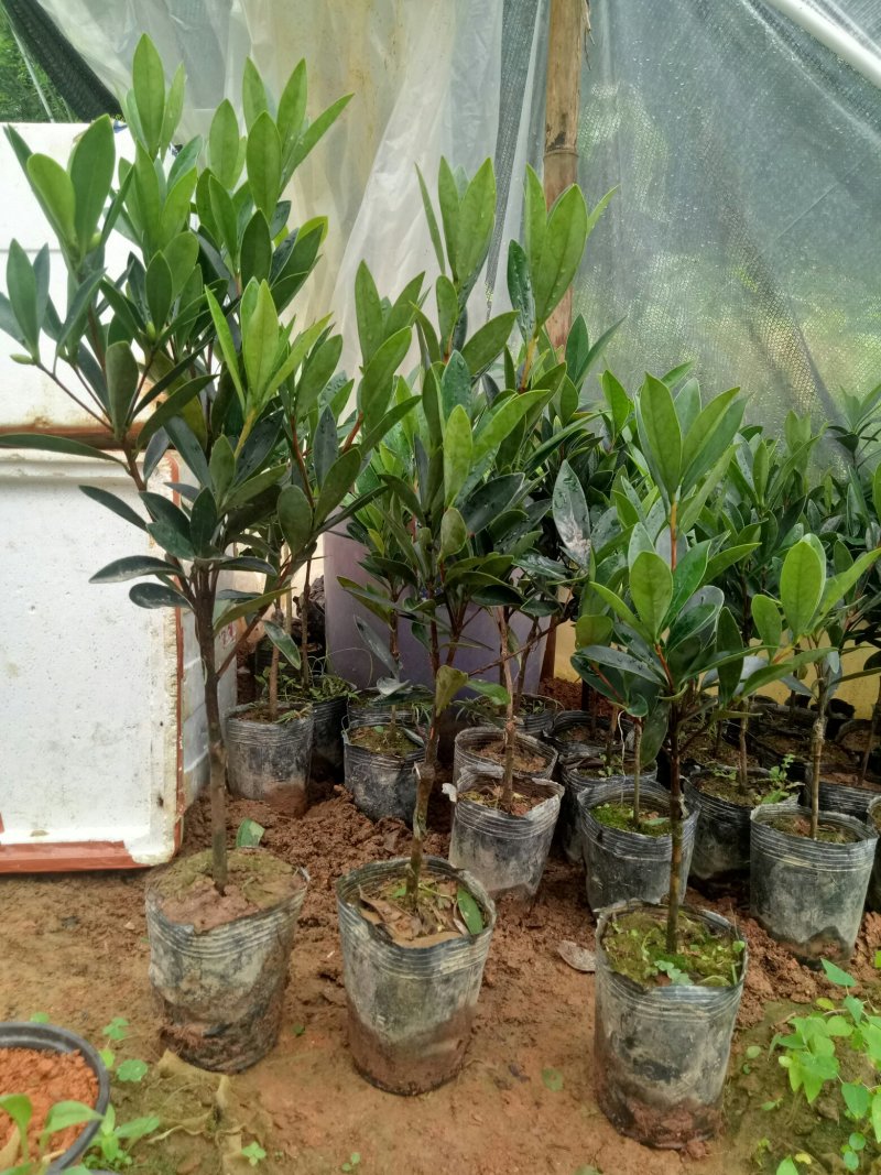 四季杜鹃红山茶花树苗
