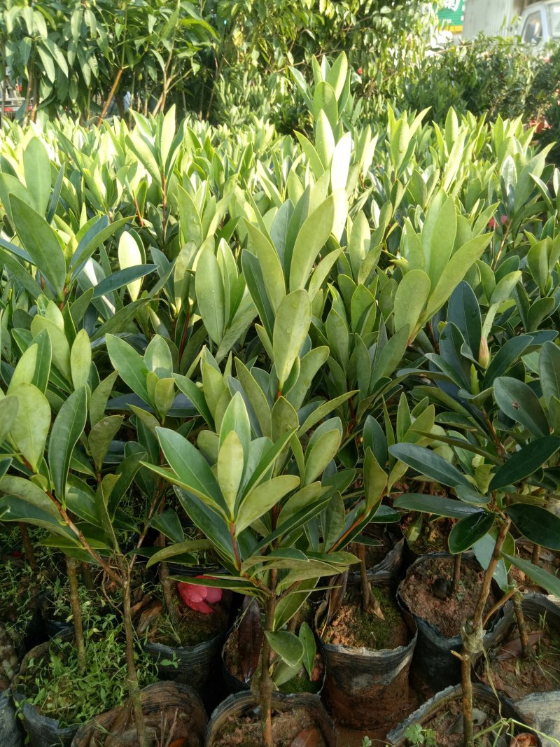 四季杜鹃红山茶花树苗