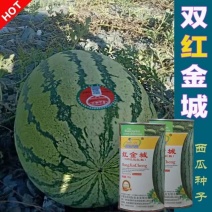 双红瓤金城五号西瓜种子中熟乳黄花皮大椭圆形皮韧高糖抗压耐